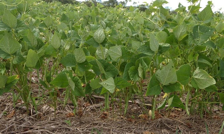 Estudo projeta redução de áreas de produção de arroz e feijão