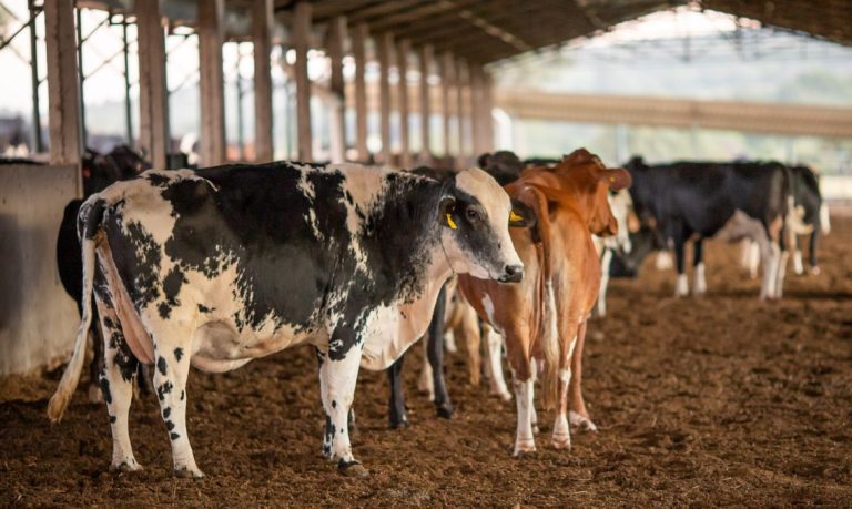 Vendas de carne bovina à China são suspensas