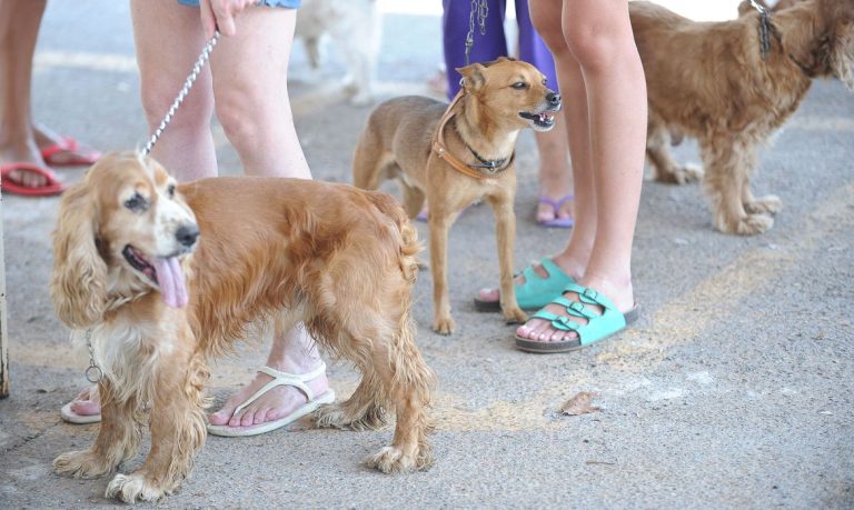 Proibido uso de animais em pesquisas de cosméticos e perfumes